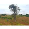 TERRENO DE 2 HECTARES, BERMA ESTRADA, CACUACO