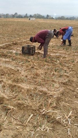 Fazenda no Caxito, no Bengo