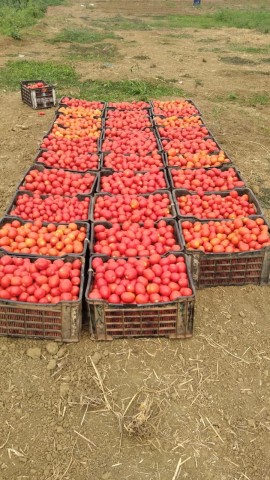 Fazenda no Caxito, no Bengo