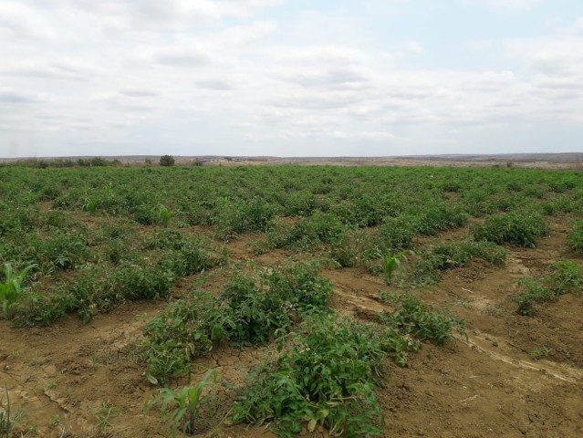 Fazenda no Caxito, no Bengo