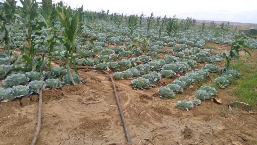 Fazenda no Caxito, no Bengo