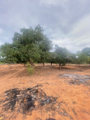 Terreno de 6 hectares, no Kikuxi, Viana.