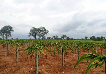 Comprar Fazenda de 200 hectares, no município do Dande, Bengo.