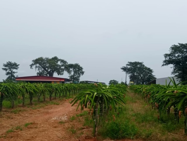 A Venda Fazenda de 200 hectares, no município do Dande, Bengo.