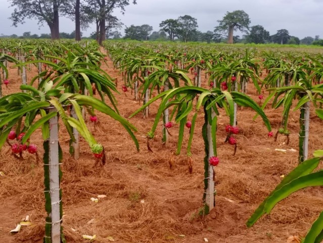 A Venda Fazenda de 200 hectares, no município do Dande, Bengo.