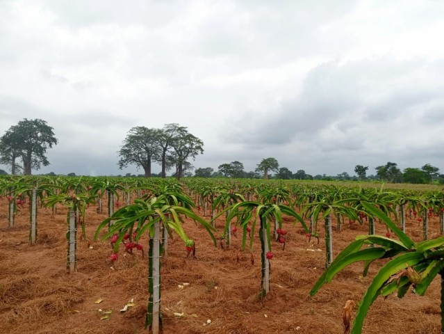 A Venda Fazenda de 200 hectares, no município do Dande, Bengo.
