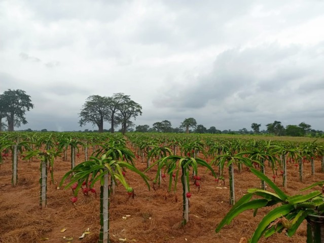 A Venda Fazenda de 200 hectares, no município do Dande, Bengo.