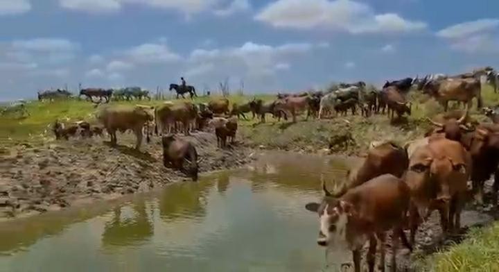 A Venda Fazenda de 5.000 hectares, na comuna do Cassoneca, município de Ícolo e Bengo, Bengo.