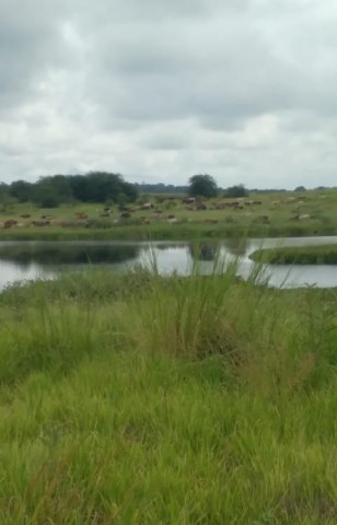 A Venda Fazenda de 5.000 hectares, na comuna do Cassoneca, município de Ícolo e Bengo, Bengo.