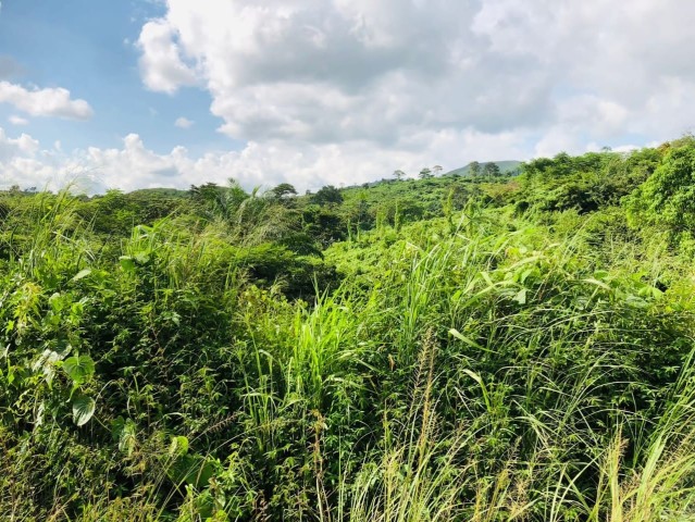 A Venda FAZENDA À VENDA CAZENGO/ CUANZA NORTE