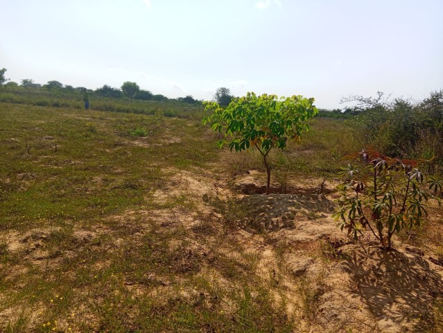 A Venda **Terreno à Venda no Ramiro Município de Belas/Ramiro**