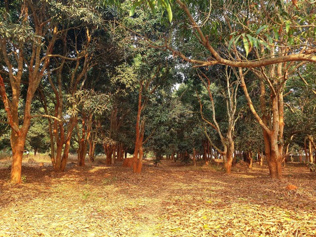 A Venda QUINTA DE 13 HECTARES NO CANAL DO KIKUXI, ZANGO 3