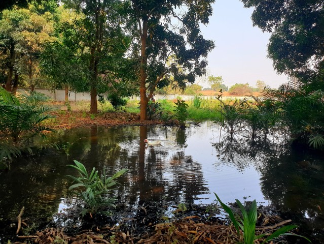 A Venda QUINTA DE 13 HECTARES NO CANAL DO KIKUXI, ZANGO 3