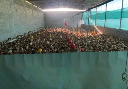 Aviário na Zona Verde, Benfica.