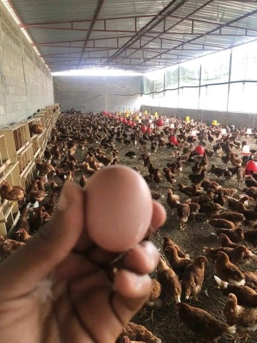 A Venda Aviário na Zona Verde, Benfica.