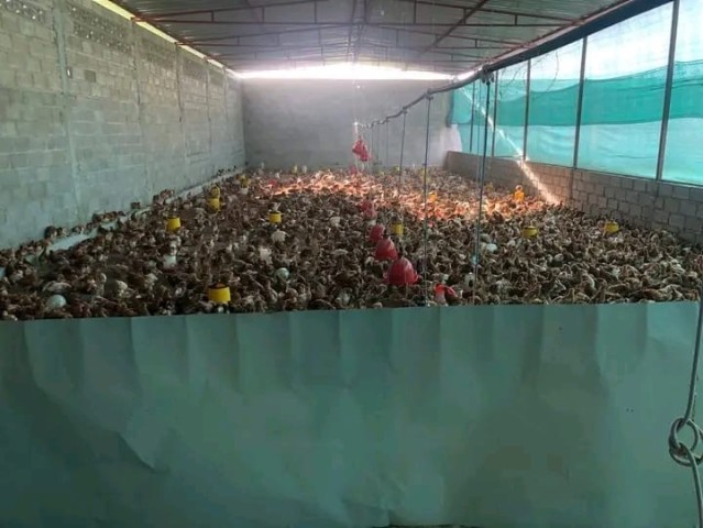 A Venda Aviário na Zona Verde, Benfica.